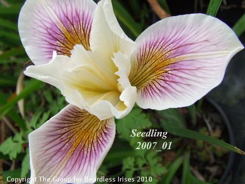 pci seedling 2007_01 (2)